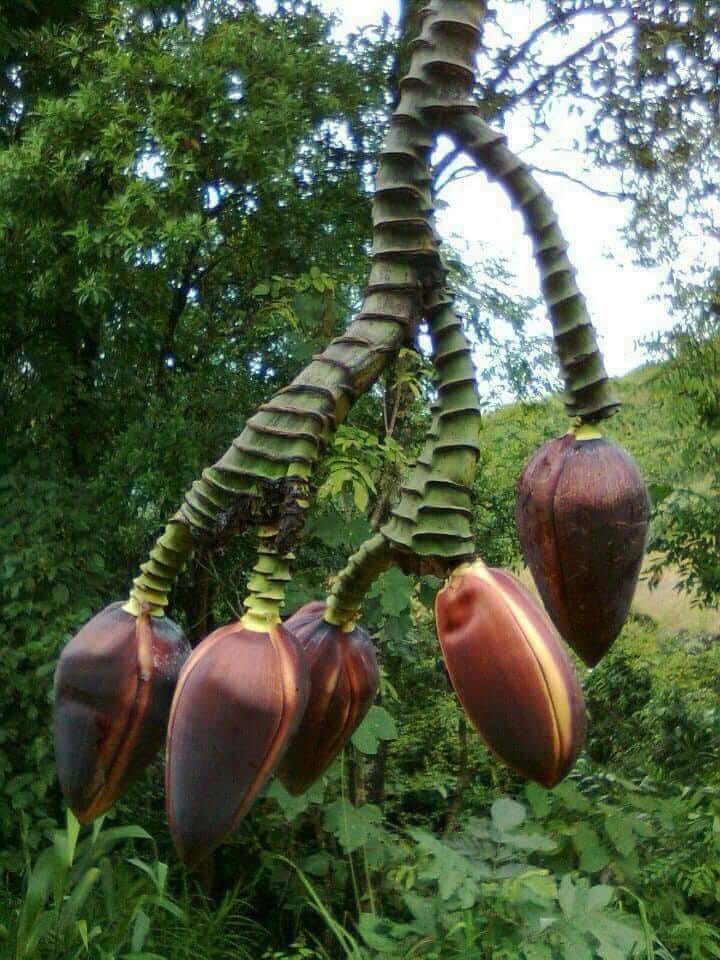 Vào tháng 8, trong lúc lên nương lấy cỏ voi cho đàn đại gia súc, chị Lường Thị Thoa, xã Xuân Bao, huyện Mường Ảng, tỉnh Điện Biên bất ngờ phát hiện cây chuối trồng trên nương nhà mình trổ hoa kỳ lạ. Cuống hoa chuối dài ngoẵng, chia làm 5 nhánh, mỗi đầu nhánh là 1 bắp chuối... khiến nhiều người sửng sốt ngỡ ngàng vì đây là cái hoa chuối mà chưa ai trong xã Xuân Bao nhìn thấy bao giờ.