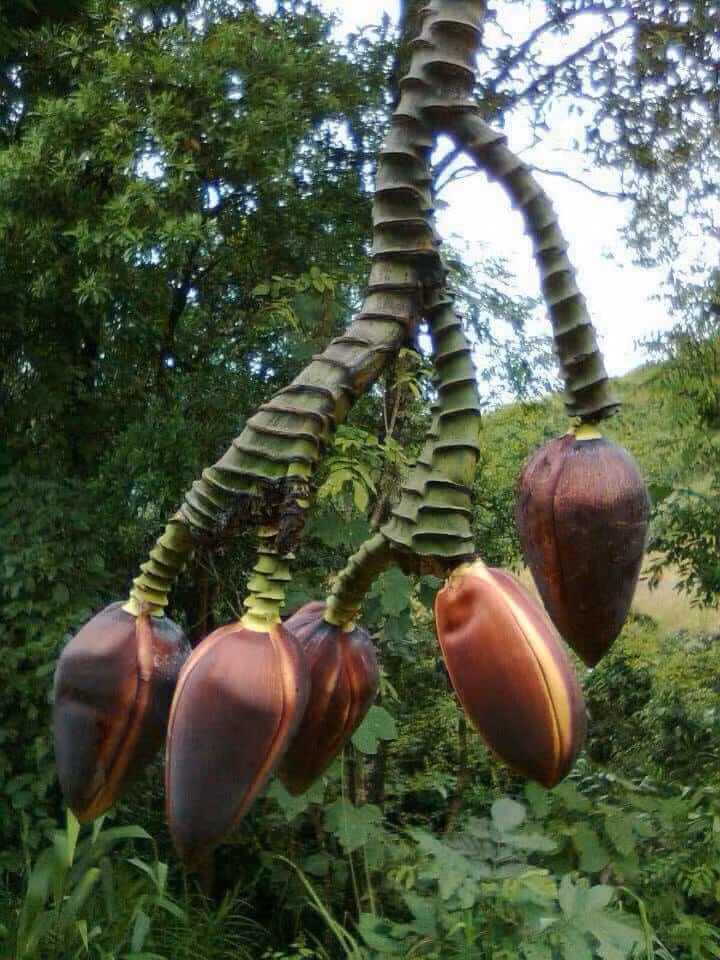 Vào tháng 8, trong lúc lên nương lấy cỏ voi cho đàn đại gia súc, chị Lường Thị Thoa, xã Xuân Bao, huyện Mường Ảng, tỉnh Điện Biên bất ngờ phát hiện cây chuối trồng trên nương nhà mình trổ hoa kỳ lạ. Cuống hoa chuối dài ngoẵng, chia làm 5 nhánh, mỗi đầu nhánh là 1 bắp chuối... khiến nhiều người sửng sốt ngỡ ngàng vì đây là cái hoa chuối mà chưa ai trong xã Xuân Bao nhìn thấy bao giờ.