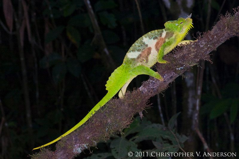 Nếu tắc kè 4 sừng được nuôi ở Việt Nam, nó cần được nuôi trong phòng điều hòa và phun sương 24/24h. Ảnh staticflickr.