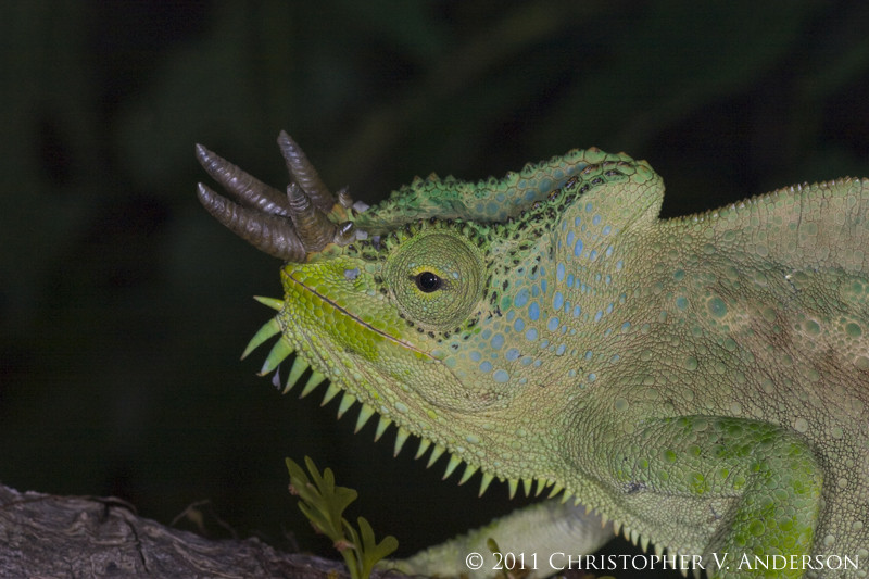 Tắc kè 4 sừng được tìm thấy lần đầu tiên tại Cameroon. Trên thế giới hiện nay, loài tắc kè này tồn tại nhiều ở khu vực núi Manengouba và núi Lefo. Ảnh inaturalist.