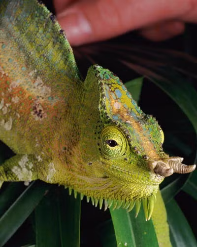 Khi trưởng thành, tắc kè 4 sừng có các vân nâu nhỏ ở hai mặt bên. Mào trên đầu và dọc 2 bên thân thường có màu tím, xanh dương, cam. Ảnh netdna-ssl.