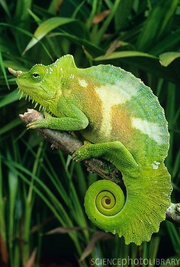 Trong tự nhiên, số lượng tắc kè 4 sừng còn khá nhiều nhưng cũng báo động do vấn đề săn bắt làm vật nuôi. Ảnh pinimg.