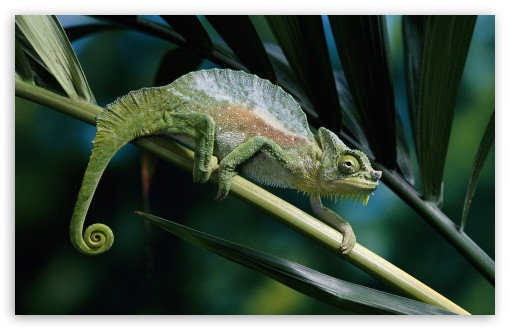 Tắc kè 4 sừng đực có 1 cánh buồm chạy từ đầu đến đuôi và có từ 4-6 chiếc sừng trong khi con cái thì không có sừng. Tuy nhiên,chúng có thể mọc nhiều sừng hơn nếu muốn. Ảnh wallpaperswide.