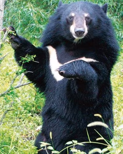 Với con người, gấu ngựa rất hung hăng. Chúng có thể tấn công con người khi bị giật mình. Ảnh khoahoc.