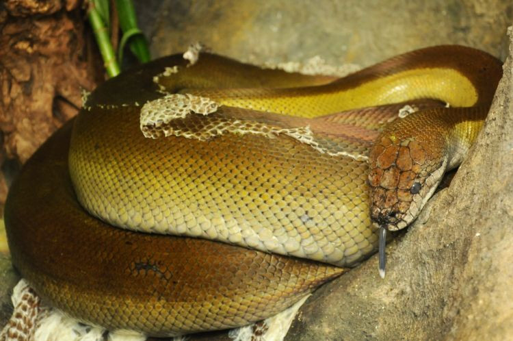 Màu sắc của trăn Papua biến thiên đa dạng từ màu đen cho đến màu vàng mù tạt. Tuy nhiên, chúng thường có màu xanh olive khi còn nhỏ và sậm màu dần khi chúng trưởng thành. Ảnh biolib.