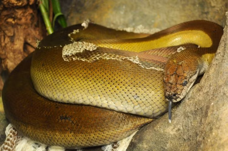 Màu sắc của trăn Papua biến thiên đa dạng từ màu đen cho đến màu vàng mù tạt. Tuy nhiên, chúng thường có màu xanh olive khi còn nhỏ và sậm màu dần khi chúng trưởng thành. Ảnh biolib.