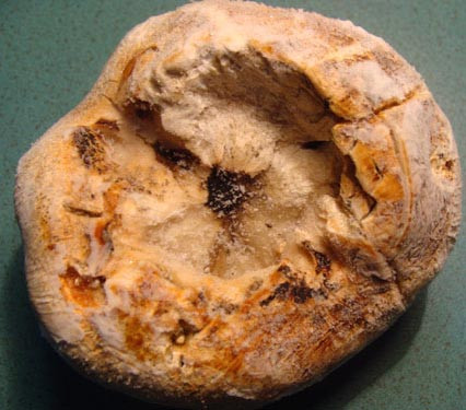 Tuy nhiên, từ hàng trăm cây vân sam bị côn trùng đục khoét may ra mới cho được vài quả nấm phục linh thiên. Ảnh samvudiep.