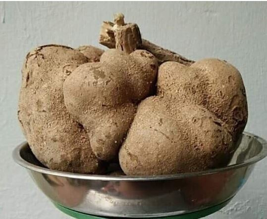 Nấm phục linh thiên cực hiếm. Ở nước ta, loài nấm này chỉ được tìm thấy ở dãy Hoàng Liên Sơn và ở vùng núi của tỉnh Lâm Đồng, Đà Nẵng. Ảnh matongrungvn.