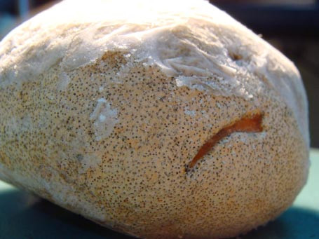 Nấm phục linh thiên được tạo ra khi côn trùng, sâu bọ đục khoét thân cây vân sam, cây sẽ tiết ra chất nhựa để chữa lành vết thương. Từ chỗ nhựa này có thể mọc ra quả nấm phục linh thiên. Ảnh samvudiep.