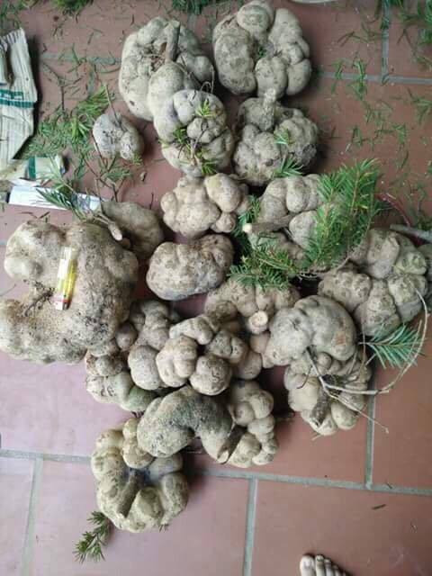 Các nghiên cứu đã cho thấy rằng nấm phục linh thiên chứa rất nhiều dược chất quý, có hiệu năng cao gấp nhiều lần nhân sâm Triều Tiên, vì vậy mà loại nấm này được xem như một ‘thần dược”. Ảnh thuocnamtaybac.