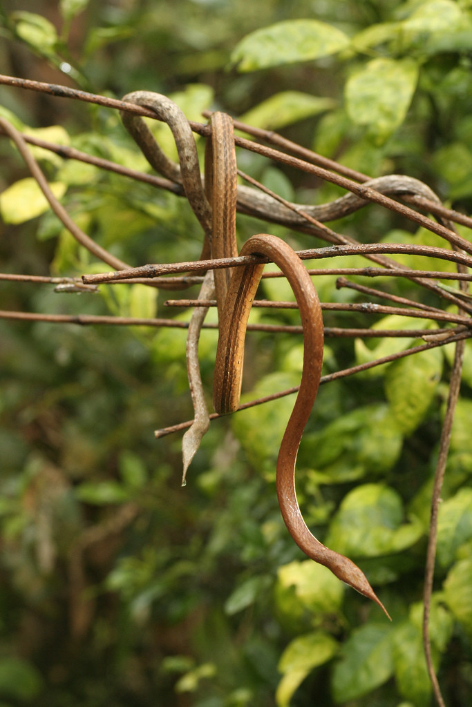  Rắn mũi lá có nguồn gốc từ Madagascar. Tuy nhiên , loài bò sát này đang có nguy cơ tuyệt chủng. Ảnh blogspot.