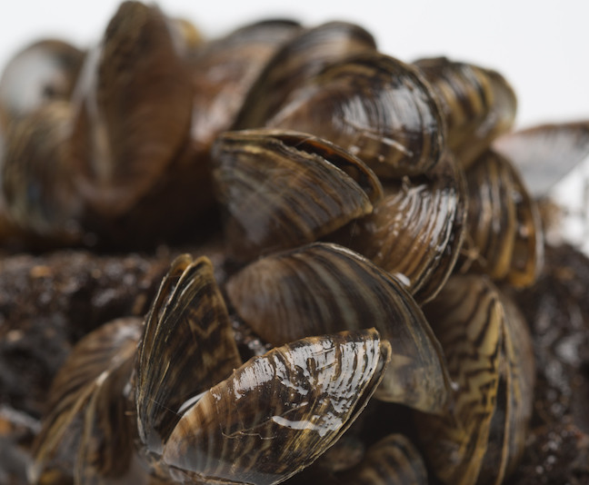 Hiện trai ngựa vằn đã xâm nhập và thích nghi phát triển ở Anh, Tây Âu, Canada và Mỹ. Ảnh gameandfishmag.