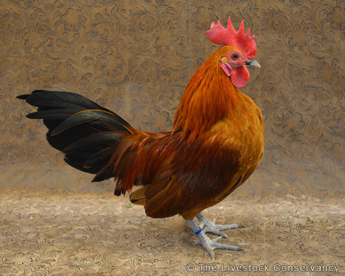 Tên gọi “gà tre Nam Kinh” được cho là có nguồn gốc từ màu sắc của loại bông nankeen từ vùng Nam Kinh ở Trung Quốc. Ảnh livestockconservancy.