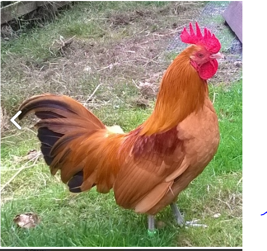  Gà tre Nam Kinh vẫn giữ được khả năng bay, tuy nhiên chúng có xu hướng ít hoạt động và bay hơn so với các giống gà Bantam khác. Ảnh omlet.