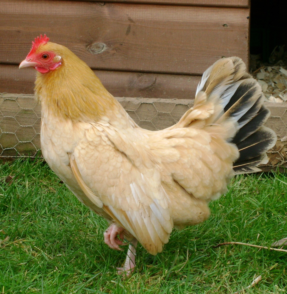 Gà tre Nam Kinh được phân loại là cực kỳ nguy cấp bởi Quỹ Bảo tồn giống vật nuôi Mỹ. Ảnh wordpress.