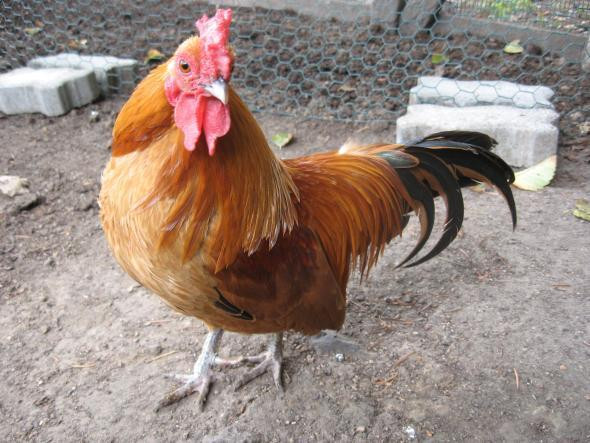  Gà tre Nam Kinh là một giống gà tre của Anh và có nguồn gốc từ khu vực Đông Nam Á. Ảnh wordpress.