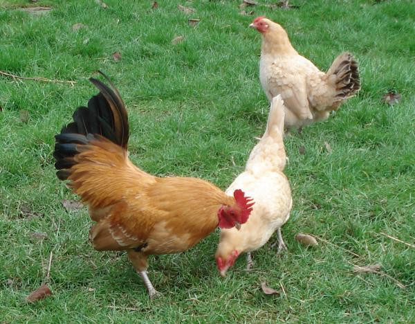 Gà tre Nam Kinh mái đẻ trứng rất sai, trứng của chúng rất nhỏ và có màu trắng kem. Ảnh omlet.