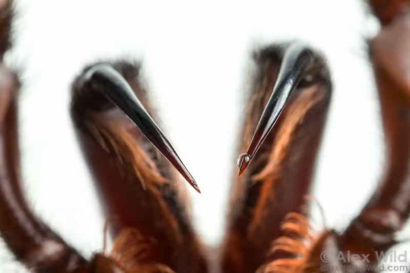 Vì vậy mà loài nhện mạng phễu có thể được bắt gặp ở dưới các tảng đá hay khúc gỗ trong rừng, trong lớp đất dưới nền nhà,...Ảnh gizmodo.