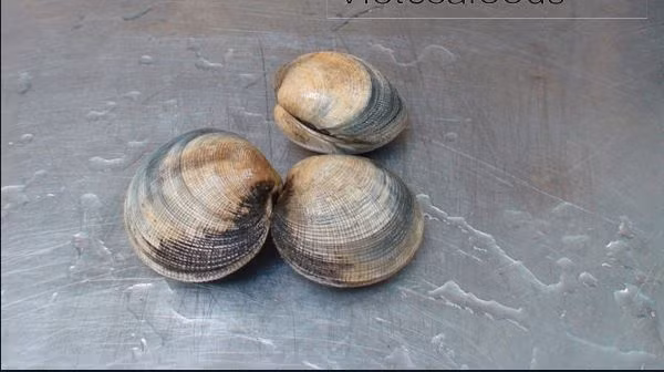 Sò chén có vỏ dày, cứng nhưng thịt của nó thì vô cùng thơm ngọt. Ảnh buffetposeidon.