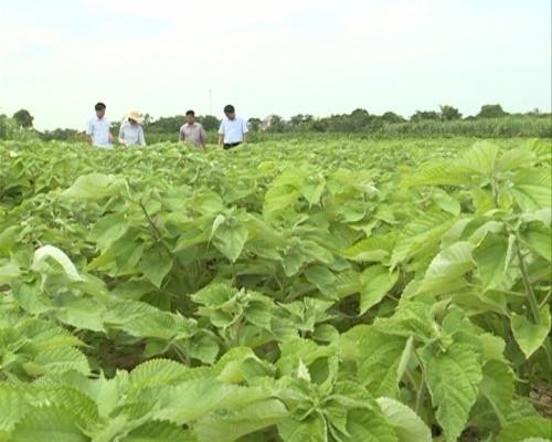 Cây gai xanh là loài cây dễ trồng, ít kén đất, có thể trồng bằng gốc hay giâm cành vào mùa xuân. Ảnh dantocmiennui.
