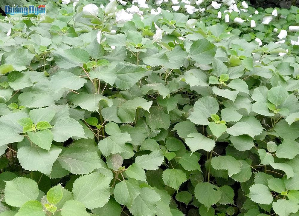 Cây gai xanh có lá hình tim, mép có răng cưa, dài 7cm –15cm và rộng 6cm – 12cm. Cây gai xanh cao từ 1m - 1,2m. Ảnh baoquangngai.