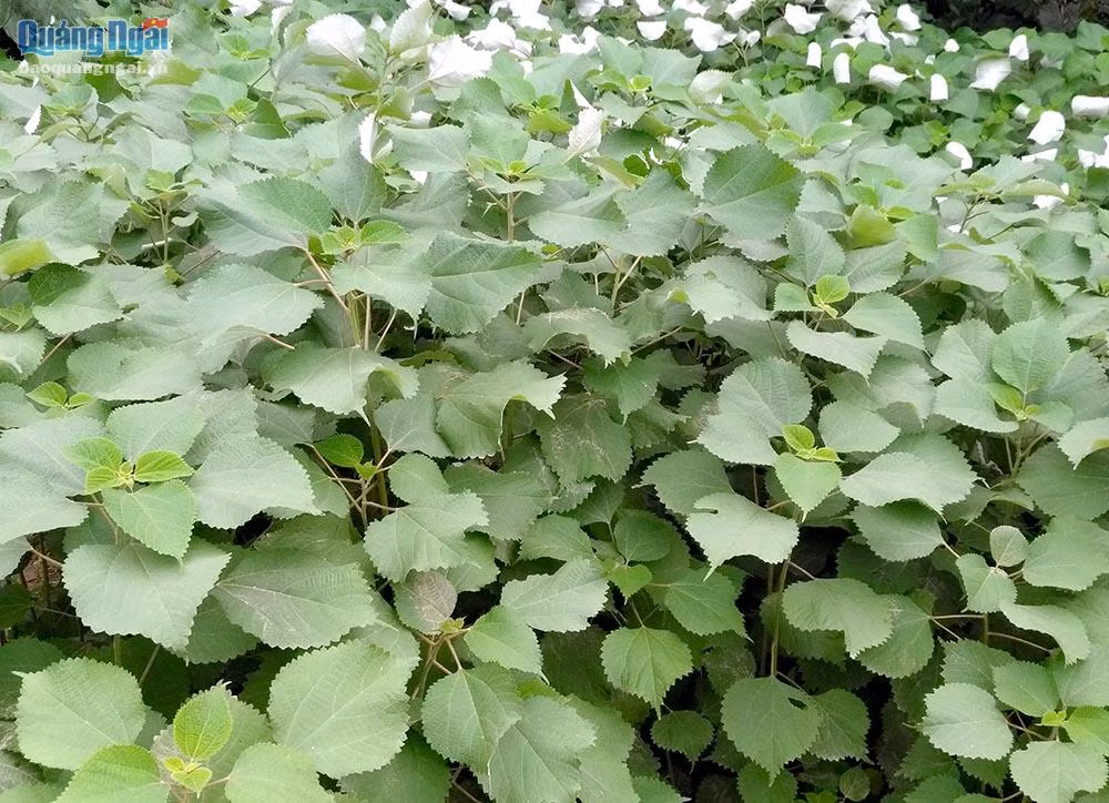 Cây gai xanh có lá hình tim, mép có răng cưa, dài 7cm –15cm và rộng 6cm – 12cm. Cây gai xanh cao từ 1m - 1,2m. Ảnh baoquangngai.