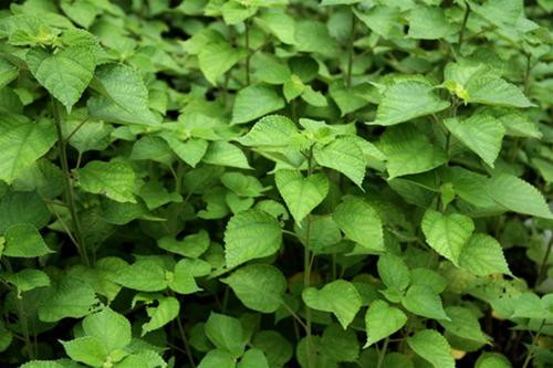 Lá và rễ cây gai xanh còn được dùng làm thuốc có tác dụng thanh nhiệt, giải độc, an thai... Ảnh monngonplus.