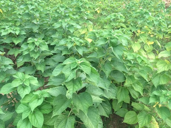 Ngoài cung cấp sợi gai, cây gai xanh còn được sử dụng để làm bánh ít lá gai – một đặc sản của miền Trung Việt Nam. Ảnh quangngai.