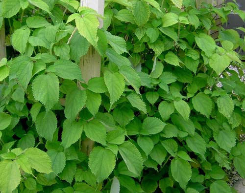 Cây gai xanh được sử dụng phổ biến trong sản xuất sợi làm vải. Sợi được làm từ cây gai xanh đã được cha ông ta sử dụng để may mặc, đan lưới… từ lâu đời nay. Ảnh duoclieuviet.