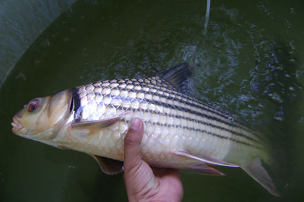 Ở nước ta, trong danh sách ban hành của Bộ Nông nghiệp và Phát triển Nông thôn năm 2008, cá trà sóc là đối tượng có nguy cơ tuyệt chủng lớn. Ảnh tepbac.