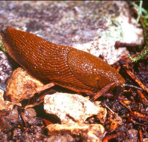 Sên Arion vulgaris là con mồi của các loài ếch và nhái. Ảnh IDTools.