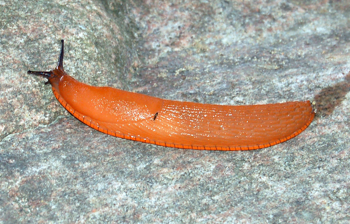 Sên Arion vulgaris đẻ khoảng 400 quả trứng mỗi năm. Ảnh wikimedia.