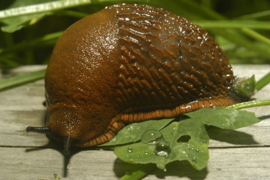 Thậm chí, sên Arion vulgaris còn góp mặt trong danh sách 100 loài ngoại lai gây hại lớn nhất châu Âu. Ảnh euroweeklynews.