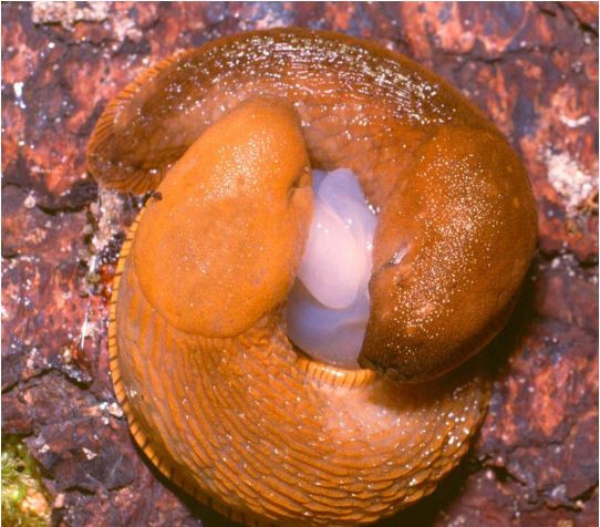 Sên Arion vulgaris có tính xâm lấn cao, vì thế chúng được xem là một dịch hại. Ảnh idtools.