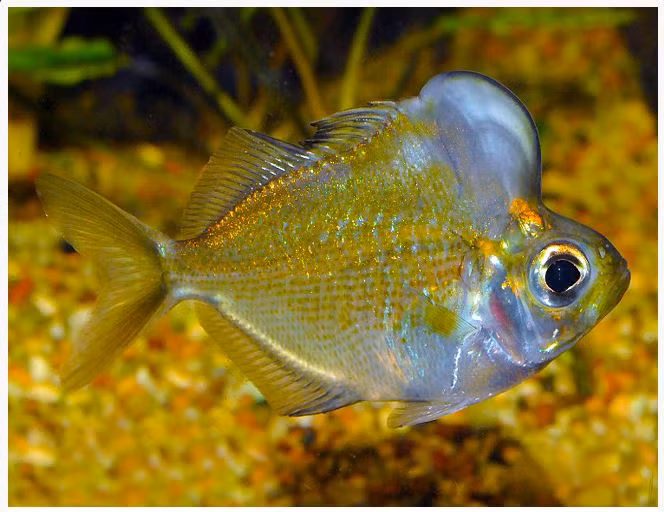 Đúng như tên gọi của nó, loài cá cảnh này có thể dễ nhận biết bởi chiếc bướu mọc ngay trên đầu rất nổi bật. Ảnh azgardens.