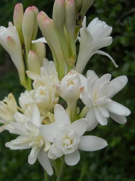 Hoa huệ có màu trắng, bao hoa hình phễu, hương thơm ngào ngạt, chủ yếu nở vào mùa hè. Mùa đông huệ cho ít hoa, bông cũng nhỏ và ngắn hơn. Ảnh googleusercontent.