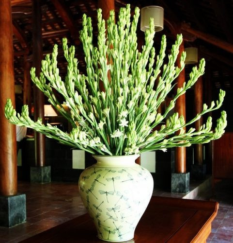 Đặc biệt, hoa huệ có thể ăn được. Đây là nguyên liệu để chế biến một số món ăn như hoa huệ xào thịt bò, gỏi hoa huệ... Ảnh nongnghieppho.