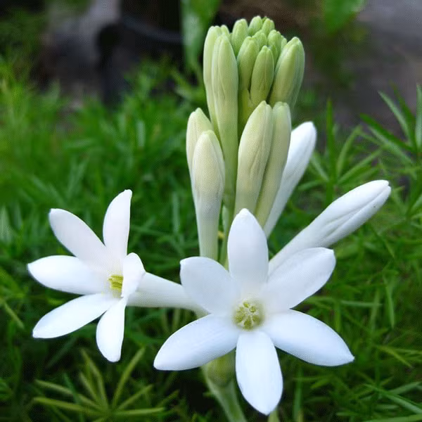 Hoa huệ là loài hoa đặc biệt bởi nó tỏa hương theo độ ẩm. Vì vậy, vào ban đêm hay khi trời mưa, độ ẩm không khí cao, hoa huệ cũng thơm hơn ngày nắng. Ảnh orchard.