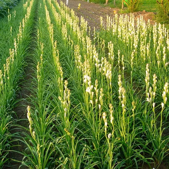 Tại Việt Nam, hoa huệ được trồng nhiều ở miền Bắc và một số tỉnh miền Trung, đặc biệt là các vùng trồng hoa lân cận Hà Nội. Ảnh blogcaycanh.