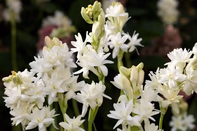 Ở nước ta, hoa huệ thường được dùng trong các việc cúng, lễ chứ ít khi dùng để tặng nhau. Ảnh truyencotich.