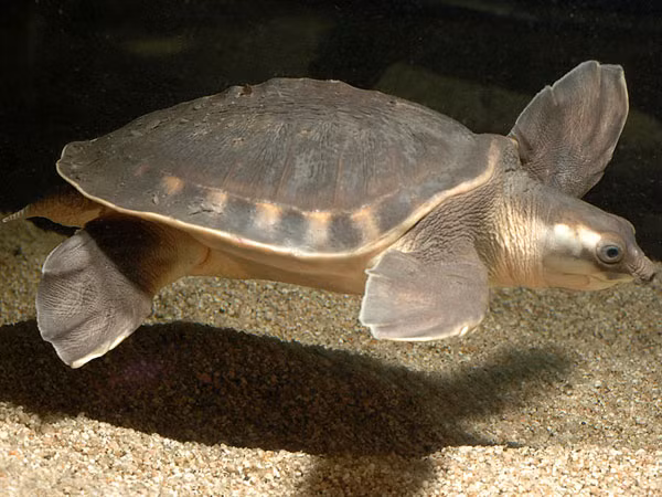 Rùa mũi lợn là loài rùa nước ngọt duy nhất trên thế giới có cấu tạo chân chèo giống như rùa biển và vẫn có các ngón để di chuyển. Ảnh Konicaminolta.