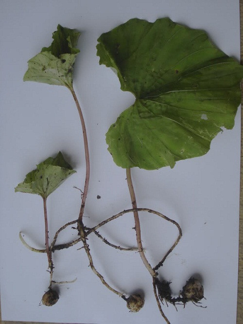 Cây có duy nhất một chiếc lá hình tim. Lá thường phát triển sau khi hoa tàn. Cây ra hoa từ tháng 3 đến tháng 5, kết quả từ tháng 4 đến tháng 6. Ảnh Tacdungcuacay.