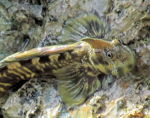 Cá lon mây thường trở thành con mồi của những loài sinh vật dưới nước khác. Vì vậy, thay vì kiếm ăn dưới nước, chúng ăn tảo mọc trên vách đá. Ảnh australianmuseum.