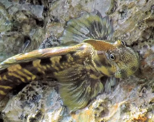 Cá lon mây thường trở thành con mồi của những loài sinh vật dưới nước khác. Vì vậy, thay vì kiếm ăn dưới nước, chúng ăn tảo mọc trên vách đá. Ảnh australianmuseum.