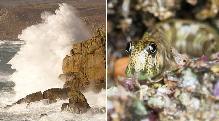 Các nhà khoa học phỏng đoán có thể cá lon mây Thái Bình Dương cái chỉ làm nhiệm vụ đẻ trứng rồi phó thác việc chăm sóc con cho cá đực. Ảnh tinhhoa.