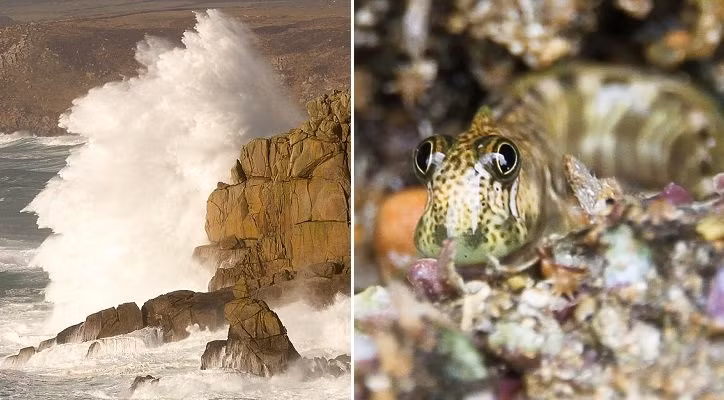 Các nhà khoa học phỏng đoán có thể cá lon mây Thái Bình Dương cái chỉ làm nhiệm vụ đẻ trứng rồi phó thác việc chăm sóc con cho cá đực. Ảnh tinhhoa.