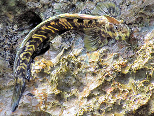 Cá lon mây Thái Bình Dương đực thu hút bạn tình bằng cách nháy lên một vệt màu cam trên vây sống lưng. Loài cá kỳ lạ này đưa bạn tình tới chiếc tổ trong khe đá - nơi con cái đẻ trứng sau khi giao phối. Ảnh docxem.