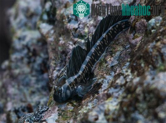 Cá lon mây Thái Bình Dương bơi lội rất kém. Mặc dù vậy, chúng lại di chuyển rất nhanh nhẹn trên các bề mặt lởm chởm đá bằng cách xoắn cơ thể mình và búng đuôi để nhảy. Ảnh kienthuckhoahoc.