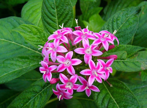 Hoa diễm châu có thể được nhân giống bằng phương pháp giâm cành. Ảnh vuonxinhmini.