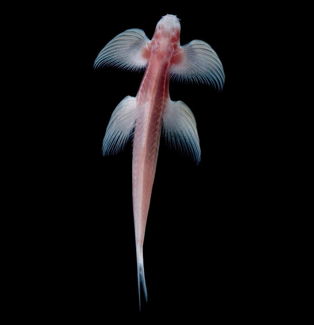 Cá vượt thác có khả năng bơi ở các dòng thác. Thậm chí loài cá này còn có thể leo lên các vách đá phía sau thác nước. Ảnh blogspot.